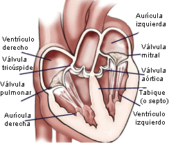 inside the heart
