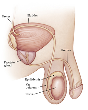 Breast Anatomy