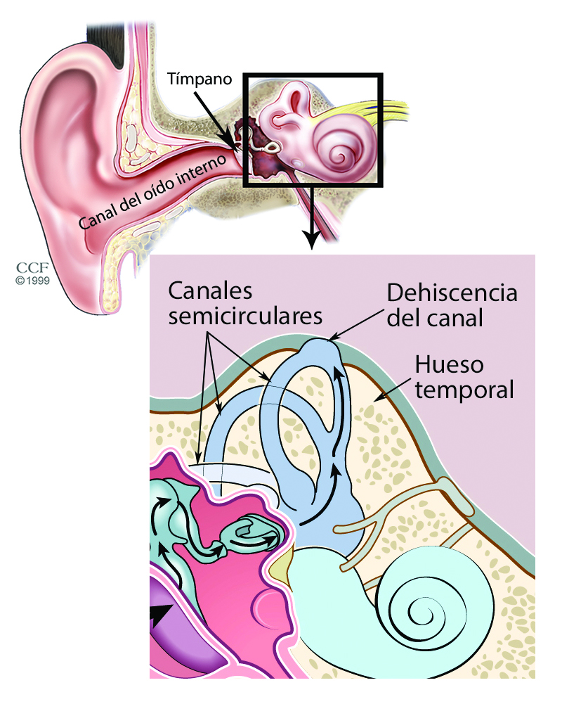 EARcanal_inner_cochlea