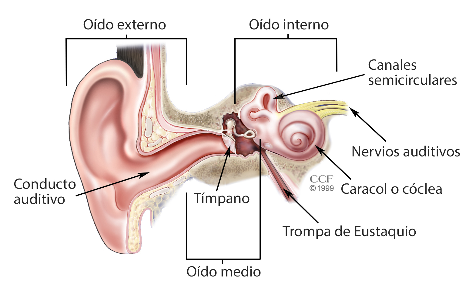 EARcanal_inner_cochlea