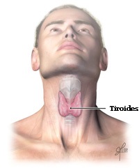 Throid Anatomy