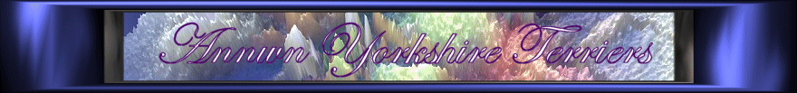 Annwn Yorkshire Terriers