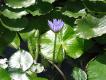 Thumbnail version of purple-lotus.jpg, image 16 of 25