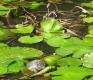 Thumbnail version of turtle.jpg, image 24 of 25