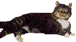 [Spazz the cat]