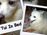 Tui In Bed
