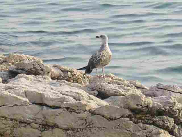 galeb