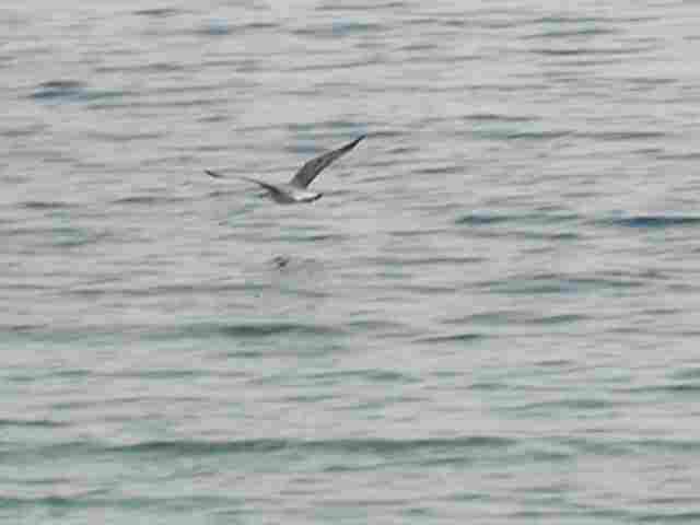 galeb