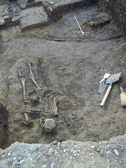 Curtea Domneasca - Oseminte descoperite in 2005