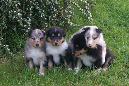 Cachorros de 1 mes
