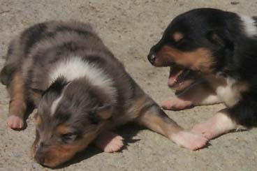 Cachorros de 15 d�as, con todos sus sentidos en plena evoluci�n...