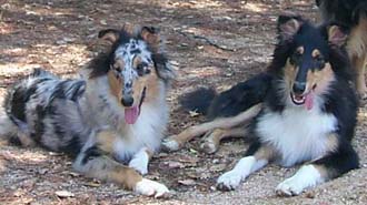Hembra blue merle y macho tricolor, de 5 meses, descansando. 
