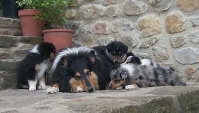 Cachorros de 45 d�as con su madre