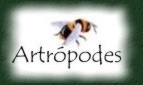Insetos, aracn&iacute;deos, crust&aacute;ceos e miri&aacute;podes