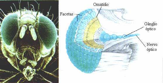 Olhos compostos de uma mosca