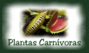 Saiba mais sobre essas misteriosas plantas