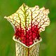 Sarracenia