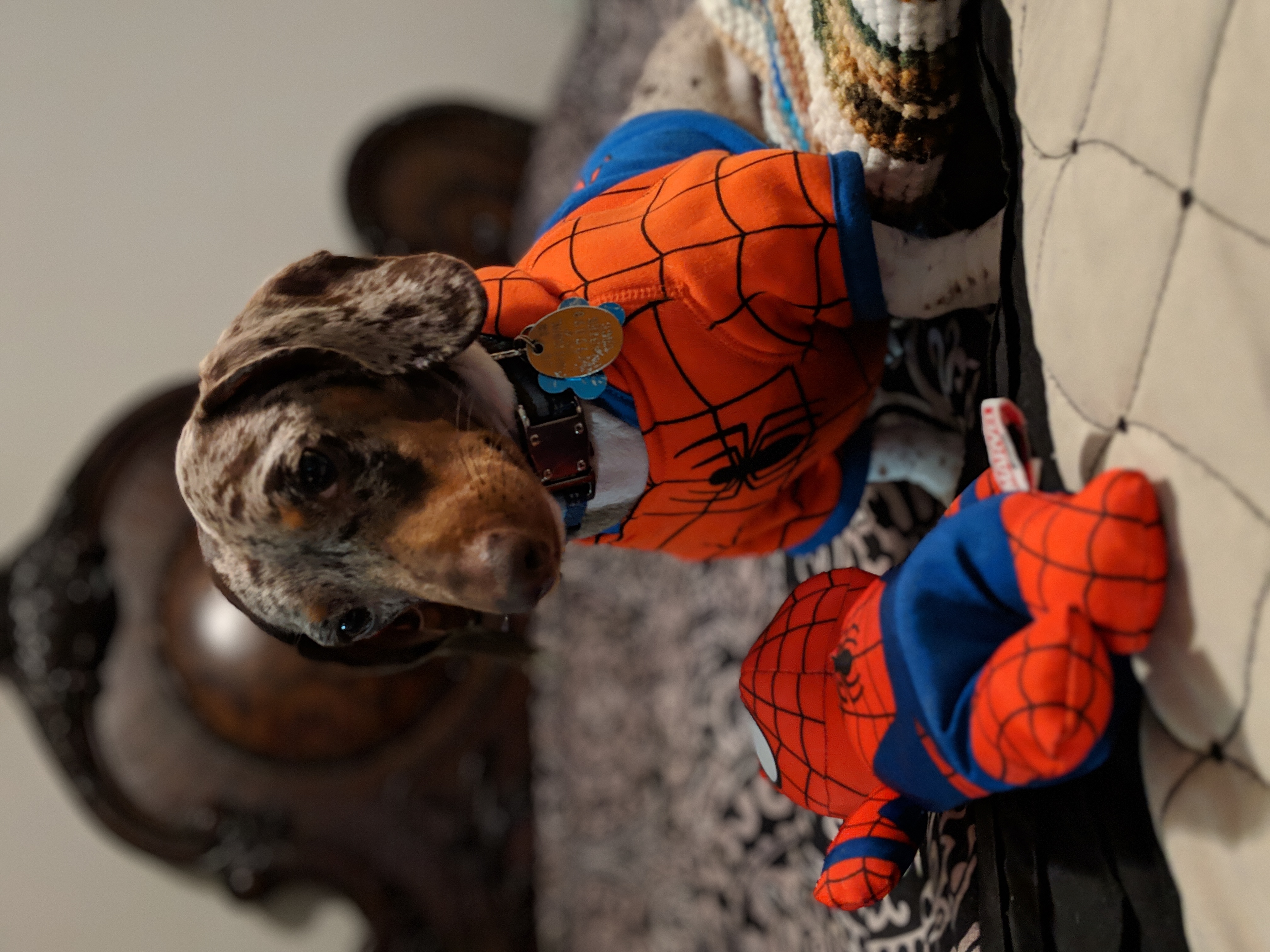 Spiderdog