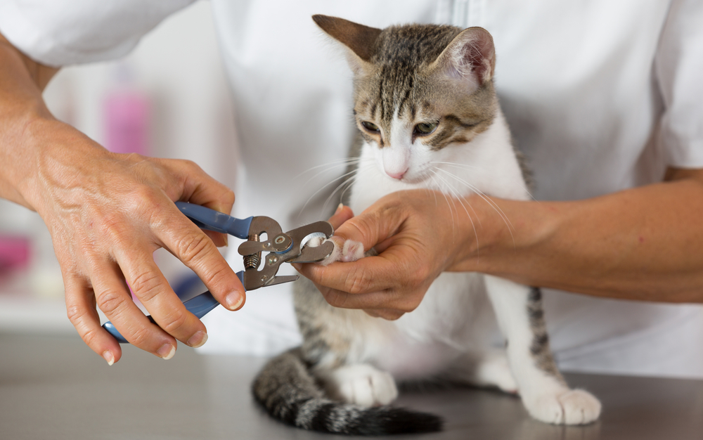 Cats claws being cut with nail clippers