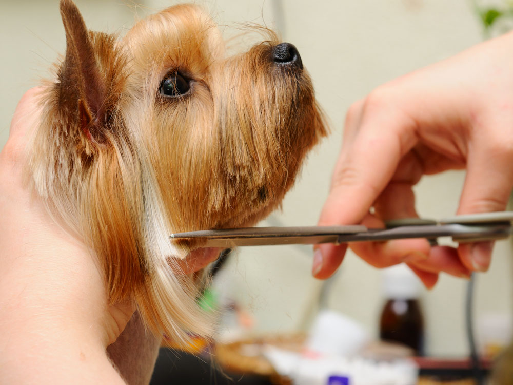 dogs face being cut with scissors
