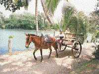 caballo.jpg (7699 bytes)