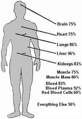 The Body