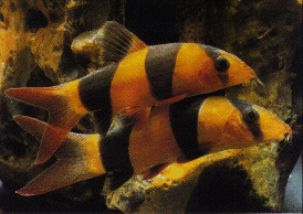 Clownloach