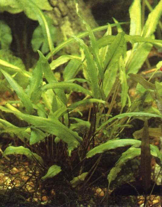 wendtii