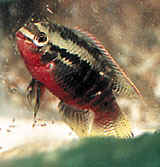 catfish