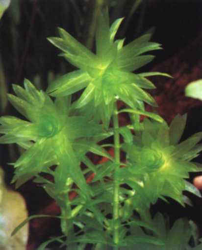 egeria