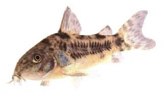 peppered cory