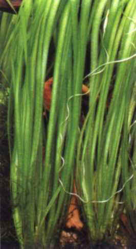 vallisneria