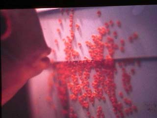 Red Discus with eggs