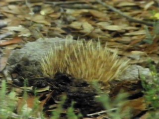 echidna buried