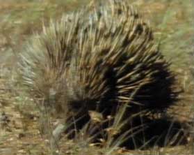 echidna