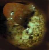 hatching