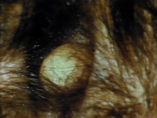 echidna egg