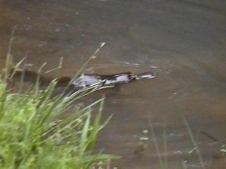 platypus near bank