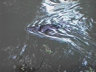 platypus swimming