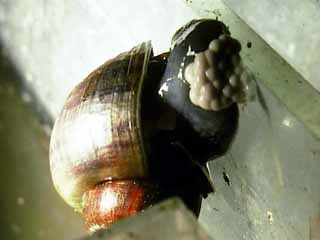 snail