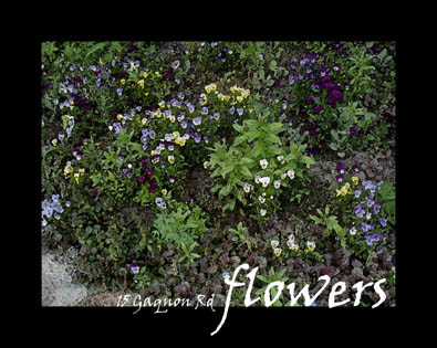 flowers