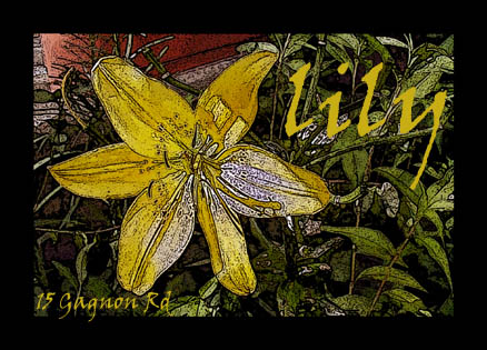 lily (dark)