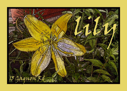 lily