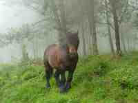 niebla