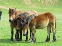 caballos