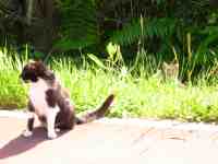 gatitos