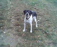 un perro