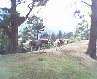 los ponys