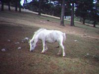 pony blanco