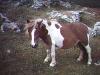 pony colores